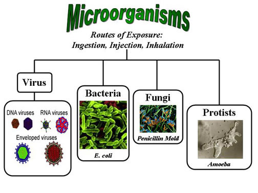 Mikroorganisma contoh